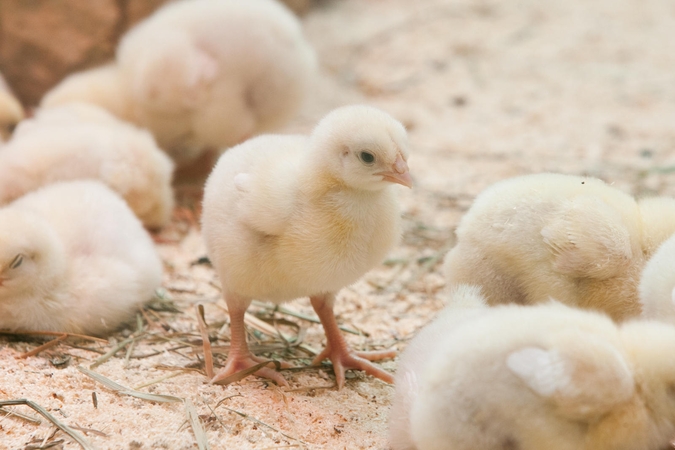 Įsibėgėja sezoninė prekyba naminiais paukščiais – kaip neapsigauti