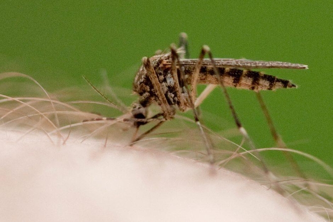 Alytus skyrė lėšų kraujasiurbių vabzdžių lervutėms Nemune naikinti 