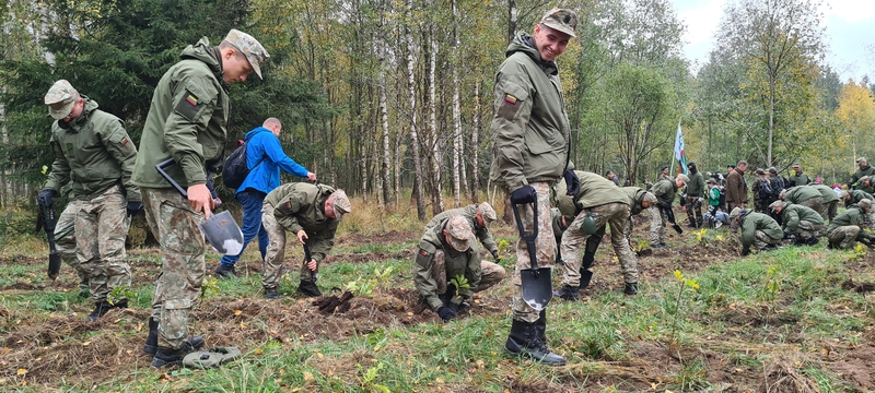 Kauno rajone pasodinta 6,6 tūkst. ąžuolų giria P. Plechavičiui atminti