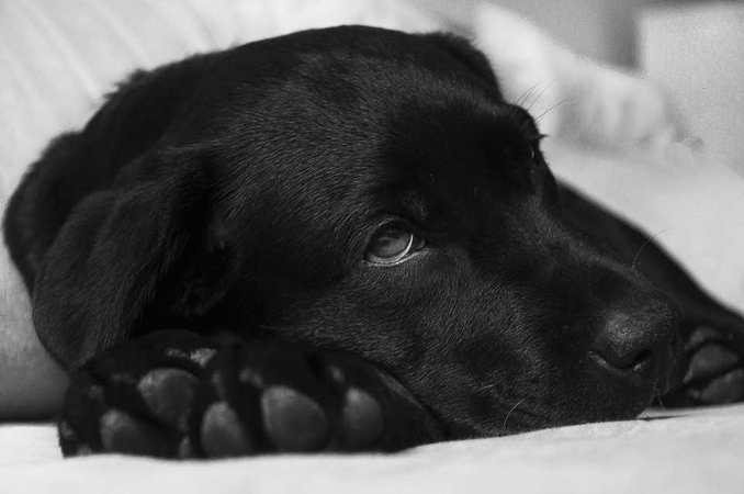 Gyvūno apsinuodijimo požymiai ir pirmoji pagalba