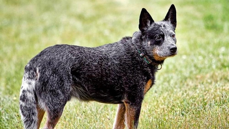 Australų bandganis: tvirtas, ištikimas ir gali suvaldyti avių bandą