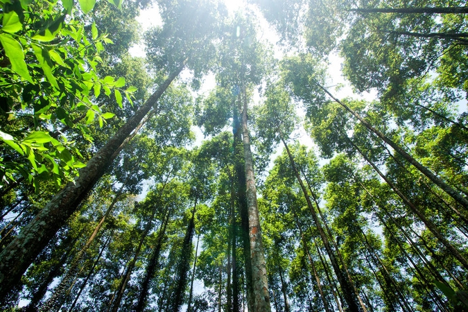 Ką daryti, kad vietoje grybų ir uogų netektų rinkti šiukšlių?