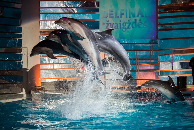 Projektą „Delfinai ir žvaigždės“ paliko R. Petrauskytė-Malašičevė