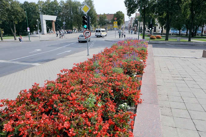 Spalva: Klaipėdą stengiamasi puošti ir miestiečius bei poilsiautojus sužavėti ryškiais žiedais.