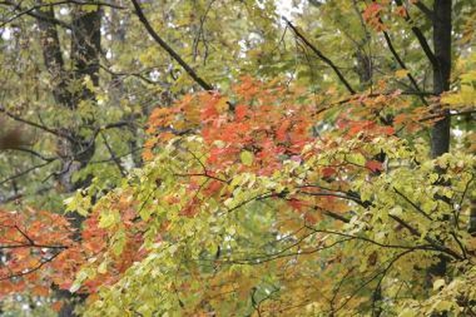 Sekmadienį – pėsčiųjų žygis Sapieginės pažintiniu taku