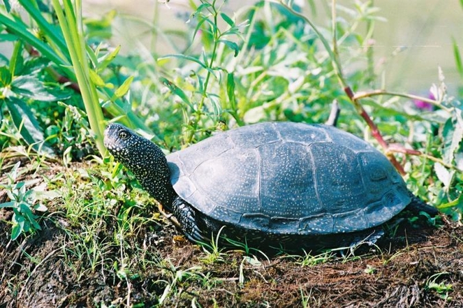 Roplių ir varliagyvių mylėtojai buriasi į draugiją