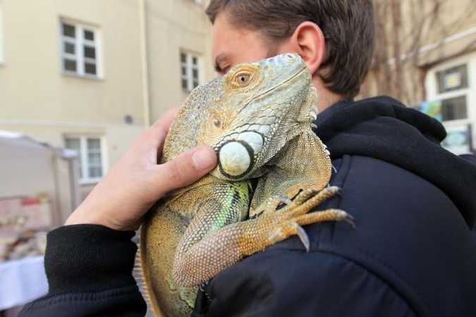 Į Atvelykio mugę vilniečius viliojo ir egzotiški driežai