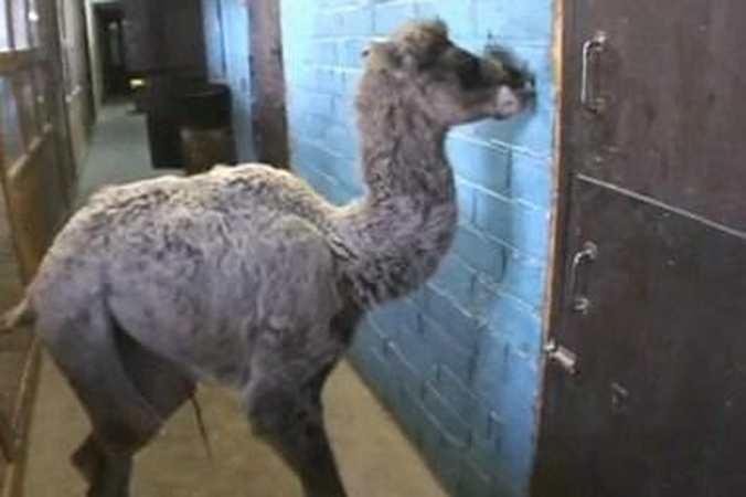 Klaipėdos Mini Zoo kupranugariai atsivedė jauniklę