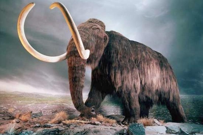 Rusijoje vienuolikmetis atrado 30 tūkst. metų amžiaus mamutą