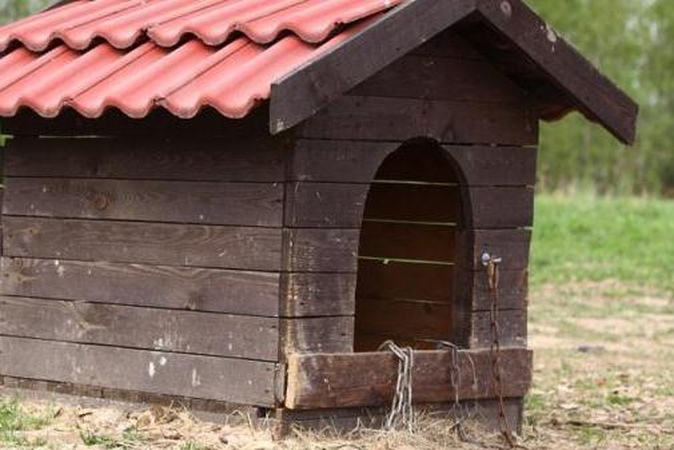 Prieš teismą stos broliai, žiauriai nukankinę retos veislės šunį 