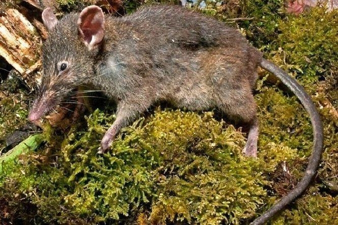 Nauja žiurkių rūšis negali nei graužti, nei kramtyti 