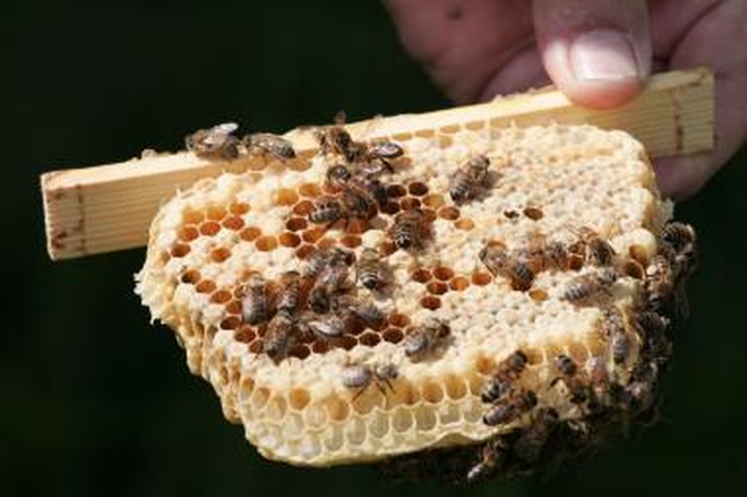 Dėl ilgapirščių kaltės žuvo dvi bičių šeimos