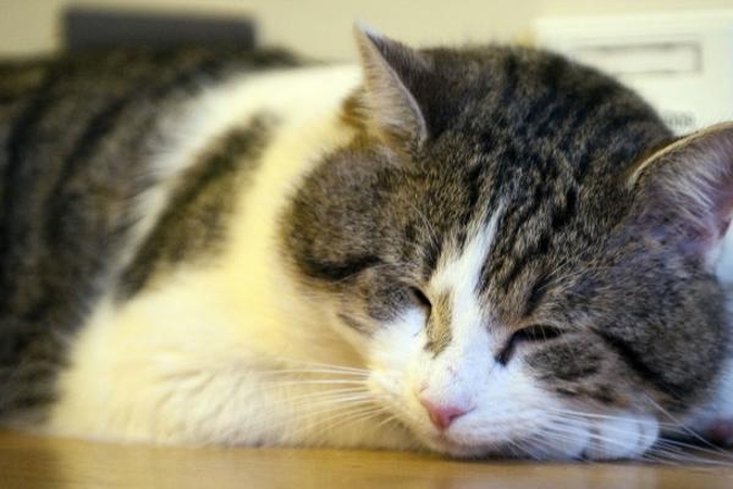 Dauning Strito personalas gina neseniai apsigyvenusį katiną nuo šmeižikų