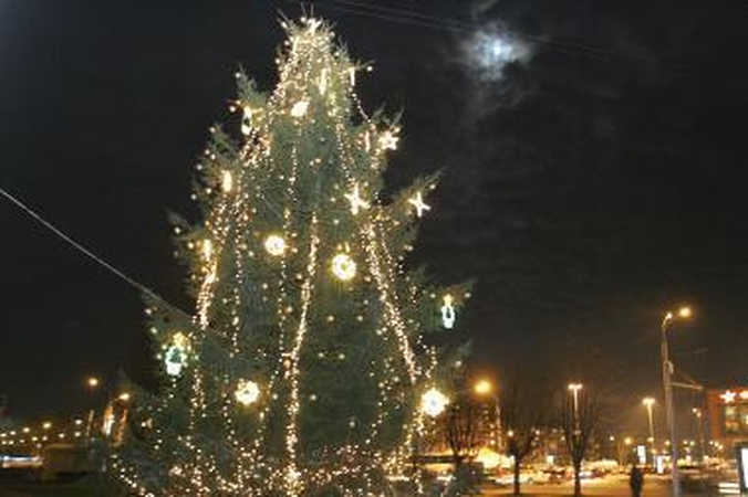 Miestai renkasi Kalėdų egles