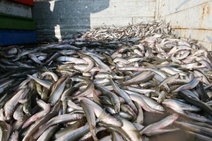 Žvejai dėl mažėjančio stintų laimikio kaltina vieni kitus