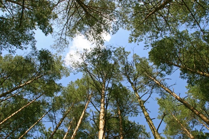 Mitų griovėjai. Ar tikrai popieriaus pramonė naikina miškus?