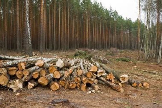 Medkirčiai nuklydo į pasienio zoną