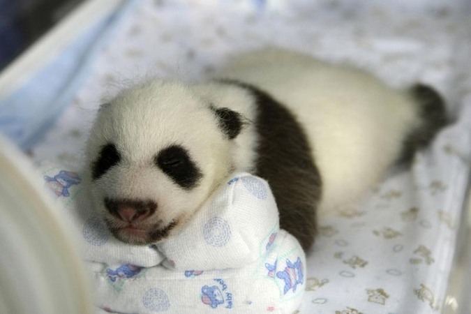 San Diego zoologijos sode pasaulį išvydo pandos jauniklis