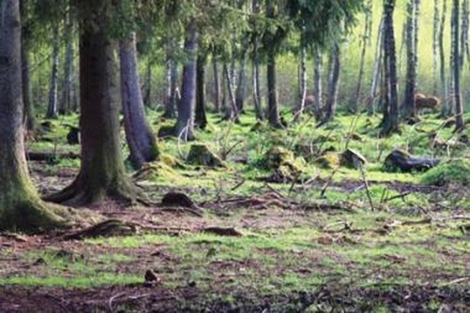 Per kurtinių tuoktuves draudžiama kirsti mišką
