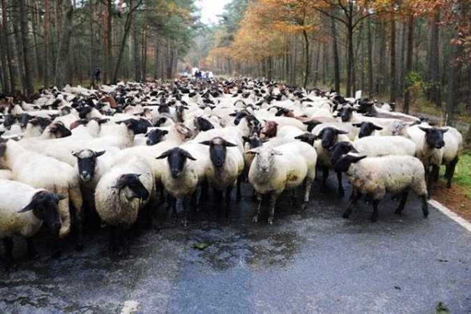 Avių kirpimą siekiama pripažinti olimpiniu sportu