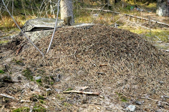 Už liudininko kankinimą skruzdėlyne – teisiamųjų suolas