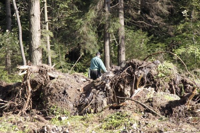 Stichijos nusiaubti miškai beveik sutvarkyti