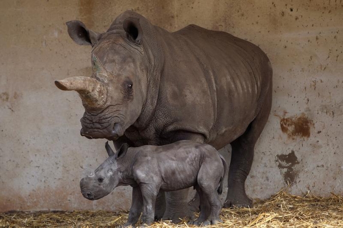 Nykstančios Sumatros raganosių rūšies patelė atsivedė jauniklį