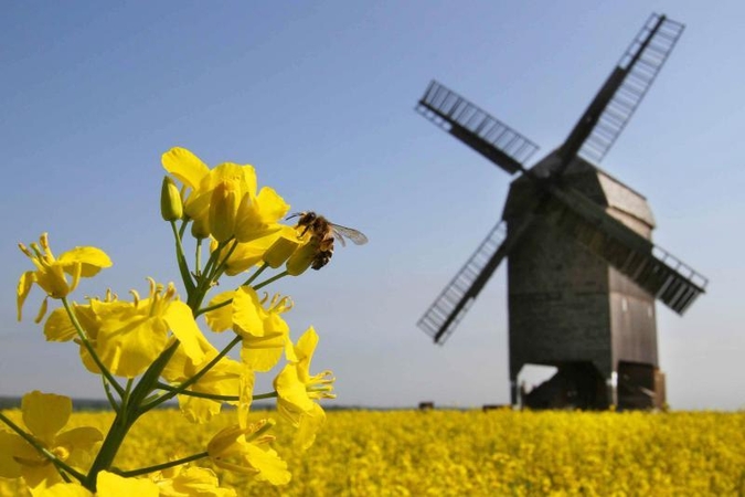 Rapsų derlius – su GMO, kas augino – neaišku
