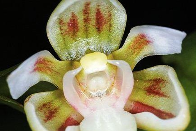 Orchidėjos, kurios žydi tik vėsiuose kambariuose
