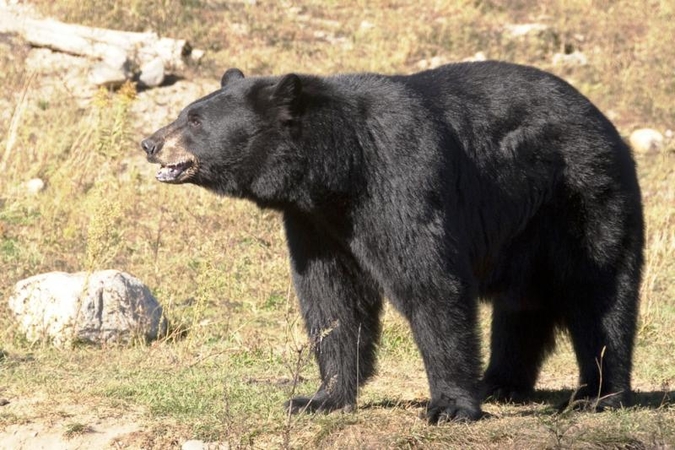 Kaip elgtumėtės gatvėje susidūrę su meška?