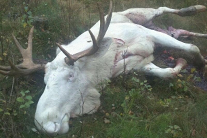 Medžiotojas iš Danijos nušovė legendinį norvegų briedį albinosą