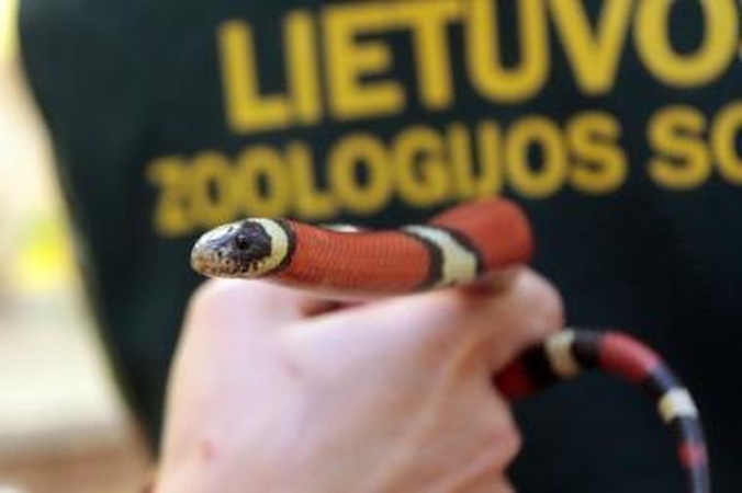 Į vieną Kauno vaistinių užklydo metro ilgio gyvatė