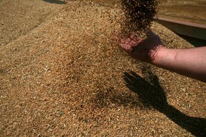 „Agrowill Group“: muitų panaikinimas grūdų kainos nesumažins