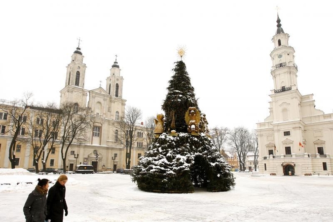 Auksinė eglė skaičiuoja paskutines dienas