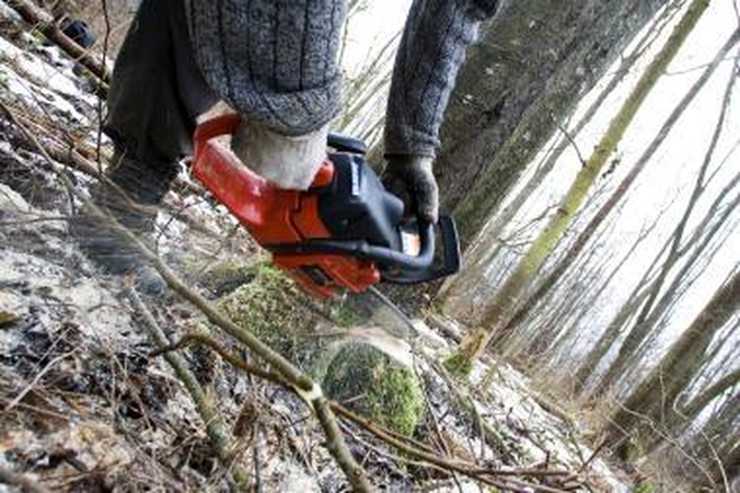 Vilniaus miškininkai tapo Seimo problema