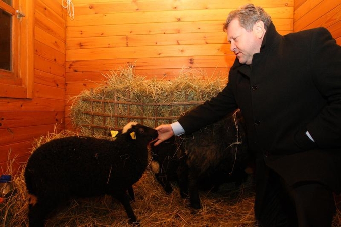 Rotušės aikštėje tradiciškai apsigyveno avys