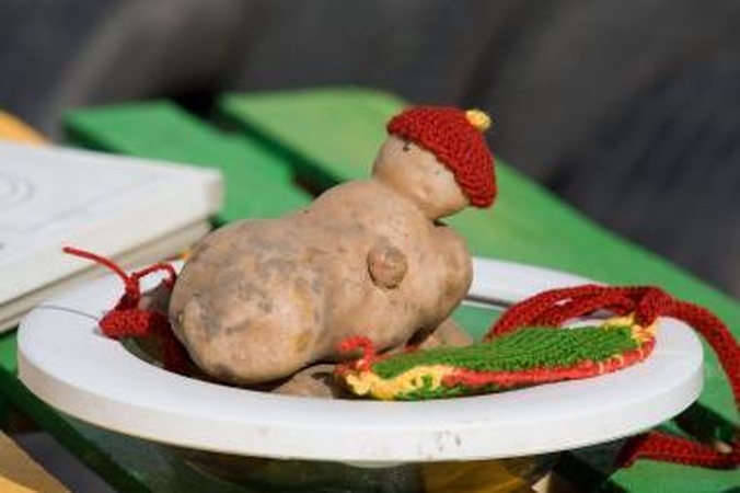 Skrudintose bulvėse – didelis kancerogeno kiekis