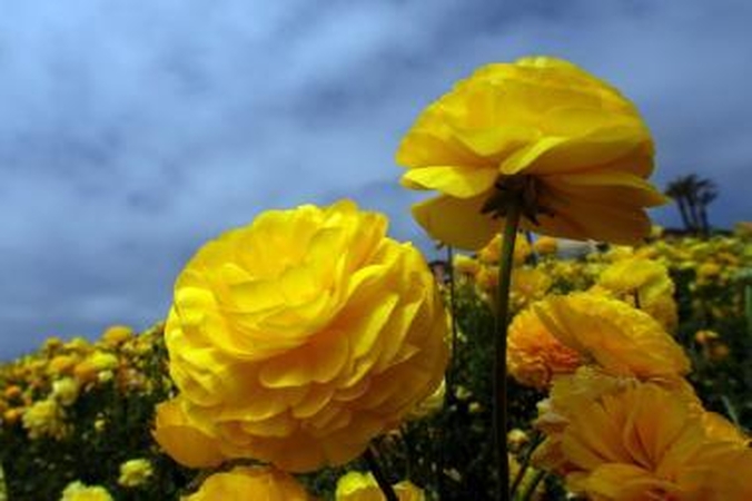 Floristų konkurso didysis prizas iškeliavo į Latviją