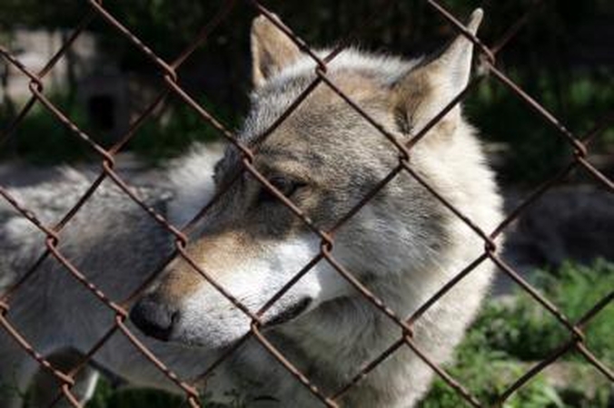 Lietuvos mokslininkai miškuose suskaičiavo apie 300 vilkų ir 50 lūšių