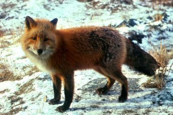 Lapės laukuose pelinėja ir ruošiasi paslaptingoms tuoktuvėms