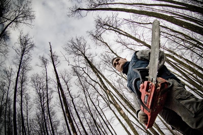 Šalies miškuose mažėja neteisėtų kirtimų