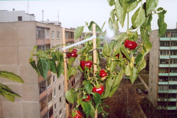 Ant palangės užaugintas derlius per Kalėdas keliaus į skrandį