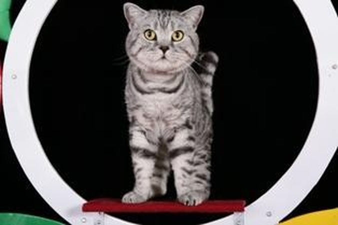 Vienintelė katinėlių olimpiada vyks Lietuvoje