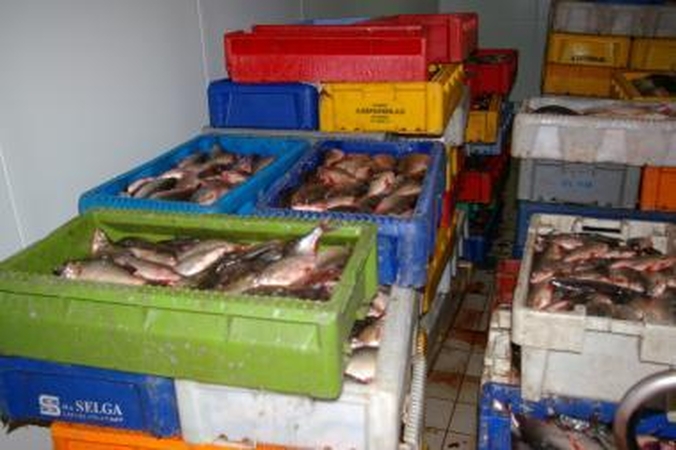 Pajūryje išaiškinta šešėlinė prekyba žuvimi