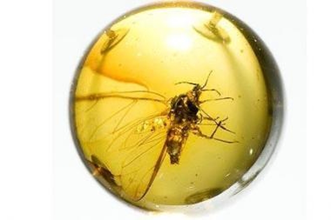 Nežinomas vabzdys – iš Lietuvos 