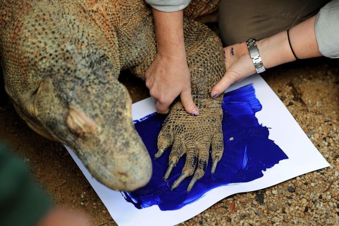Zoologijos sodo gyvūnai paliko pėdų atspaudus popieriuje