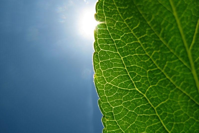 “LeafSnap” – augalų atpažinimas iš mobilaus telefono (video)