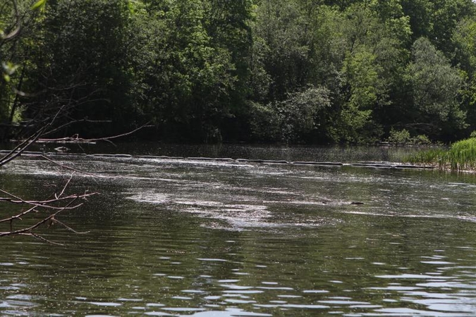 Lomenos upė nukentėjo nuo Kaišiadorių nuotekų valyklos teršalų