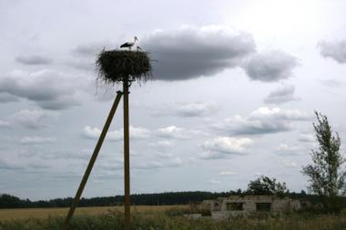 Baltiesiems gandrams lizdavietes parūpins RST 