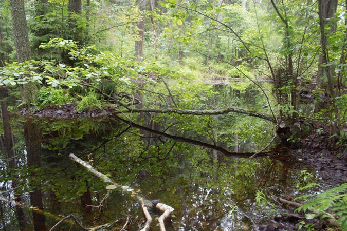 Skaičiuoja   gamtai   padarytą      žalą